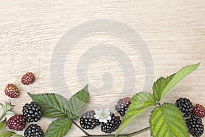 Fresh blackberries fruit rubus fruticosus a wooden table.