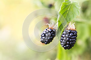Fresh blackberries growing on bush