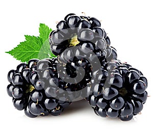 Fresh blackberries with leaves close-up isolated on a white.