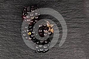 Fresh blackberry on grey stone