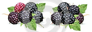 Fresh blackberry isolated on white background. Collection ripe black raspberry with green leaf. Summer berry close up.3d