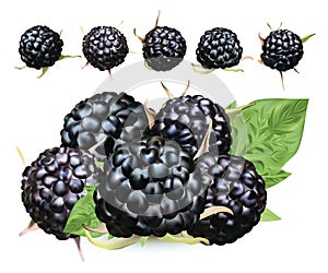 Fresh blackberry isolated on white background. Collection ripe black raspberry with green leaft. Summer berry close up