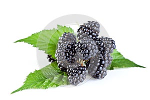 Fresh blackberry with leaves photo