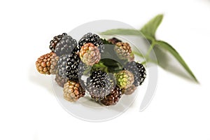 Fresh blackberry's with green leaf on white background