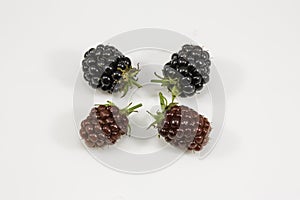 Fresh blackberry's on white background