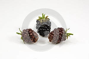 Fresh blackberry's on white background