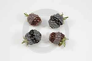 Fresh blackberry's on white background