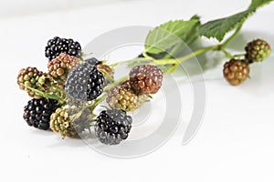 Fresh blackberrys with green leaf on white background
