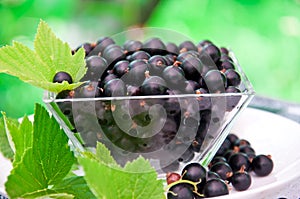 Fresh blackcurrant