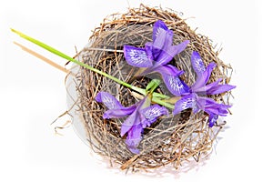 Fresh bloom Briza, purple flower tears cuckoo in the nest, deli