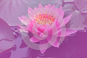 Fresh Bloom  Pink Water lily or Pink Lotus Flower on the lotus lake - Floral backdrops