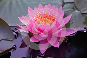 Fresh Bloom  Pink Water lily or Pink Lotus Flower on the lotus lake - Floral backdrops