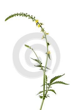 Fresh blooming agrimony