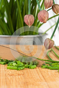 Fresh blooming chives in a container and chopped pieces with knife