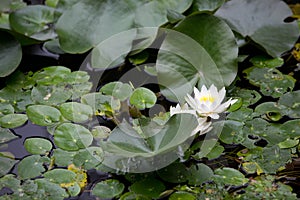 Fresh blooming lotus flower floating on outdoor calm water garden surface