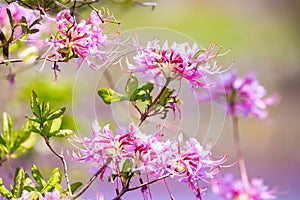 Fresh blooming pink azalea bush outdoor in spring