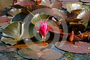 Fresh blooming Pink Nymphaea Water lily or Pink Lotus Flower on the lotus lake - Beautiful Flower nature backdrops in park garden