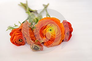 Fresh Blooming Ranunculus Flowers on White Background