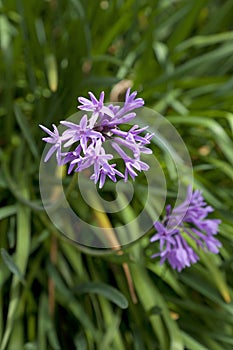 Fresh blooming society garlic