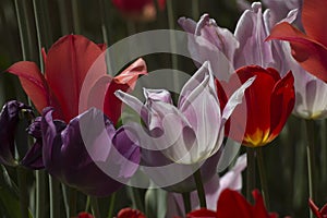 Fresh blooming tulips in the spring garden