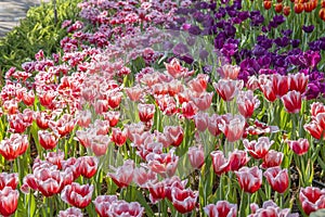 The Fresh blooming tulips in the spring garden