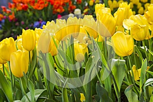 Fresh blooming tulips in the spring garden