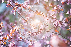 Fresh blooming wild cherry, sakura on a pink blurred background