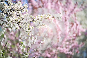 Fresh blooming wild cherry, sakura on a pink blurred background