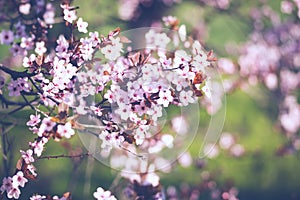 Fresh blooming wild cherry, sakura on a pink blurred background