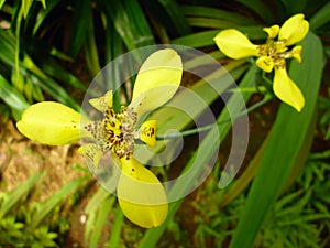 Fresh and blooming yellow iris flower