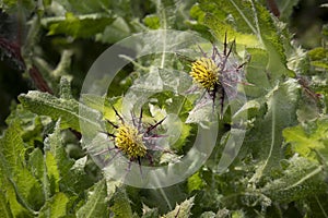 Fresh blooming yellow St. Benedict\'s thistle close up