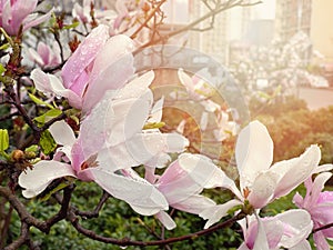 Fresh blossom magnolia flowers in sun light, spring background