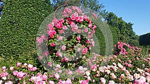 Fresh. Blossom Sweet Multicolored Roses.  Rose Garden With Warm Sunlight