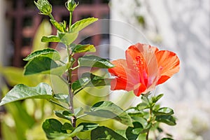 Fresh blossoming orange color Hibiscus rose mallow Flower, cultivated as outdoor decorative or ornamental flowering houseplants
