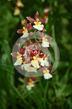 Fresh blossoming orchid plant with small tiny flowers