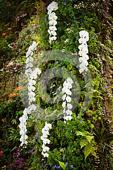 Fresh blossoming white orchid plant flowers on many branch