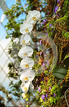 Fresh blossoming white orchid plant flowers on one branch