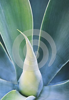 Fresh blue Agave leaves