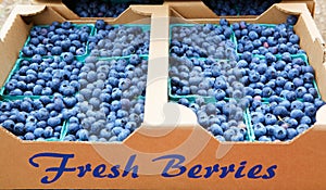 Fresh Blue berries