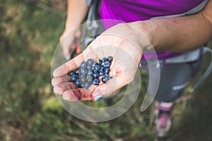 Fresh blue berries in the hand of a young woman: collecting while hiking on the mountains