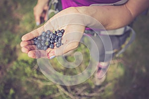 Fresh blue berries in the hand of a young woman: collecting while hiking on the mountains