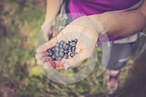 Fresh blue berries in the hand of a young woman: collecting while hiking on the mountains