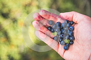 Fresh blue berries in the hand of a young woman: collecting while hiking on the mountains