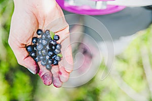 Fresh blue berries in the hand of a young woman: collecting while hiking on the mountains