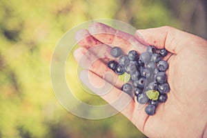 Fresh blue berries in the hand of a young woman: collecting while hiking on the mountains