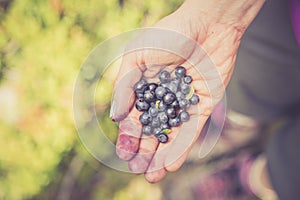 Fresh blue berries in the hand of a young woman: collecting while hiking on the mountains