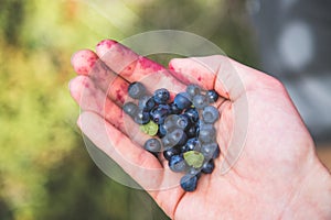 Fresh blue berries in the hand of a young woman: collecting while hiking on the mountains photo