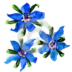 Fresh blue borage flowers, starflower, on white background photo
