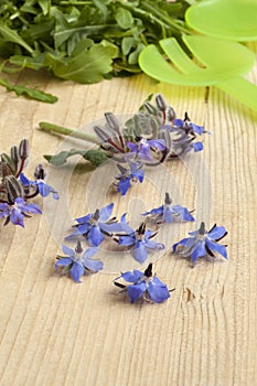 Fresh blue borage flowers