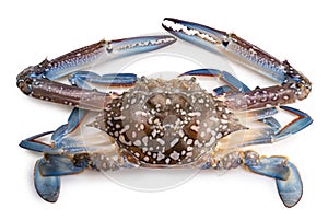 Fresh Blue Crab isolated on white background.Fresh Crab seafood.